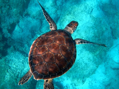 棕色海龟在海里游泳